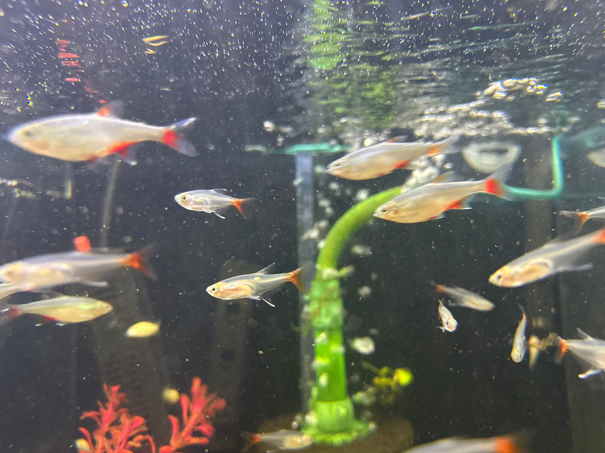 Bloodfin Tetra