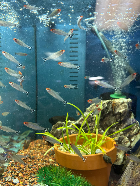 Rummynose Tetra