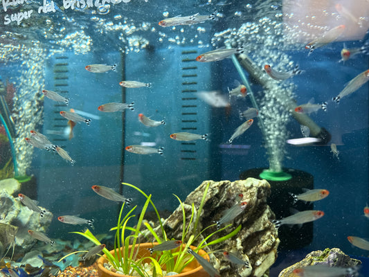 Rummynose Tetra