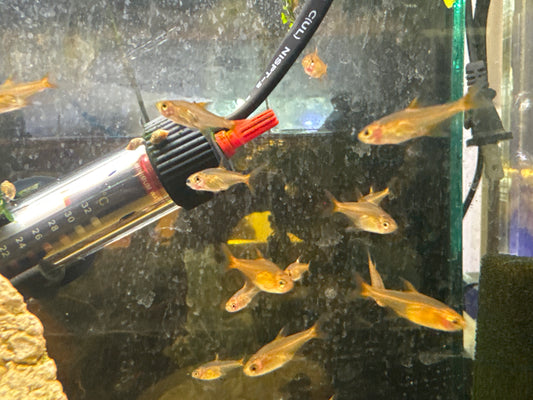 Ember Tetra