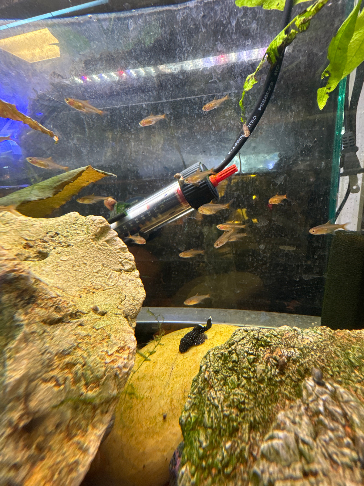 Ember Tetra