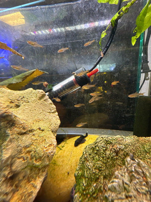 Ember Tetra