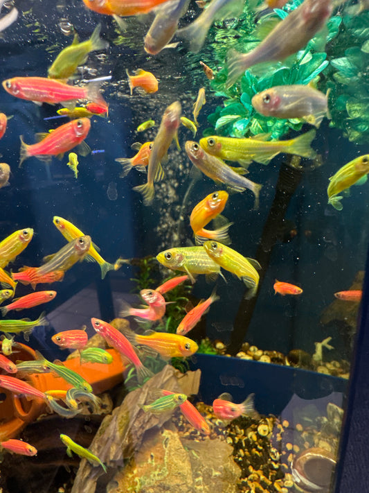 Glow Danio