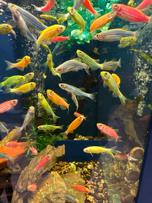 Glow Danio