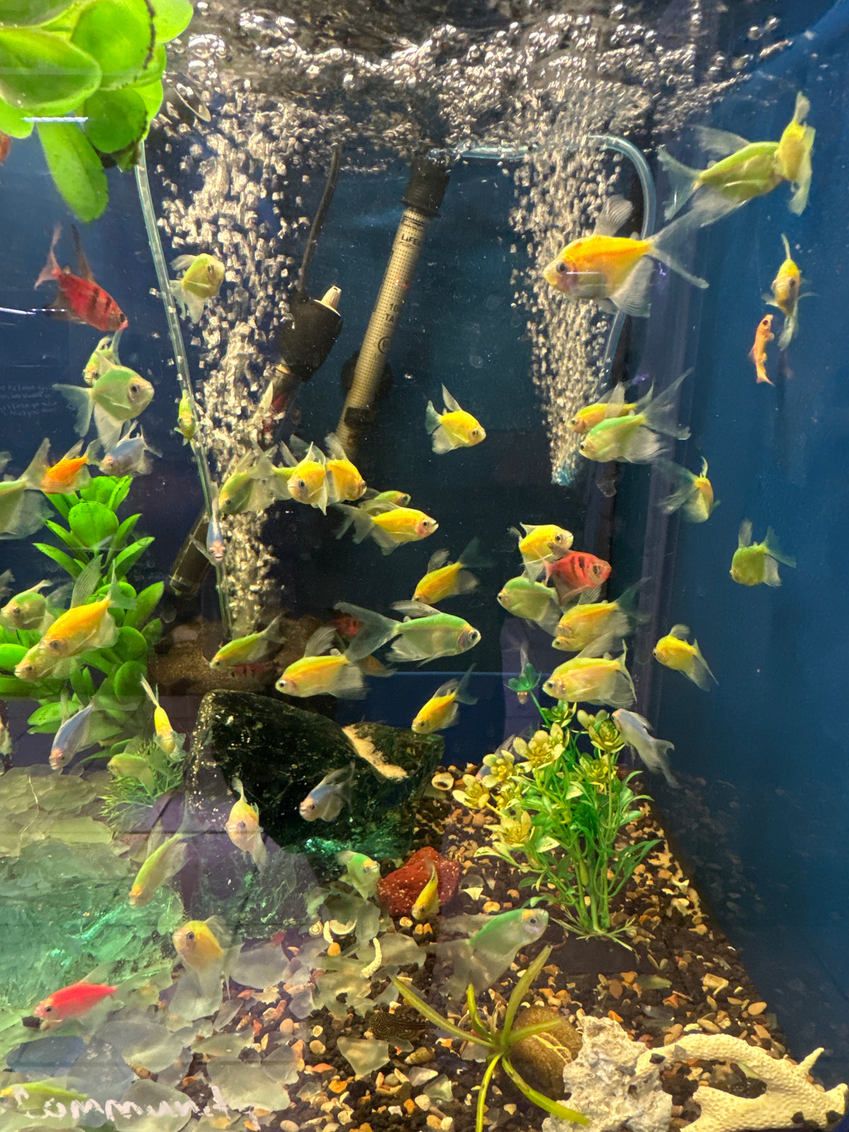 Glow Longfin Tetra