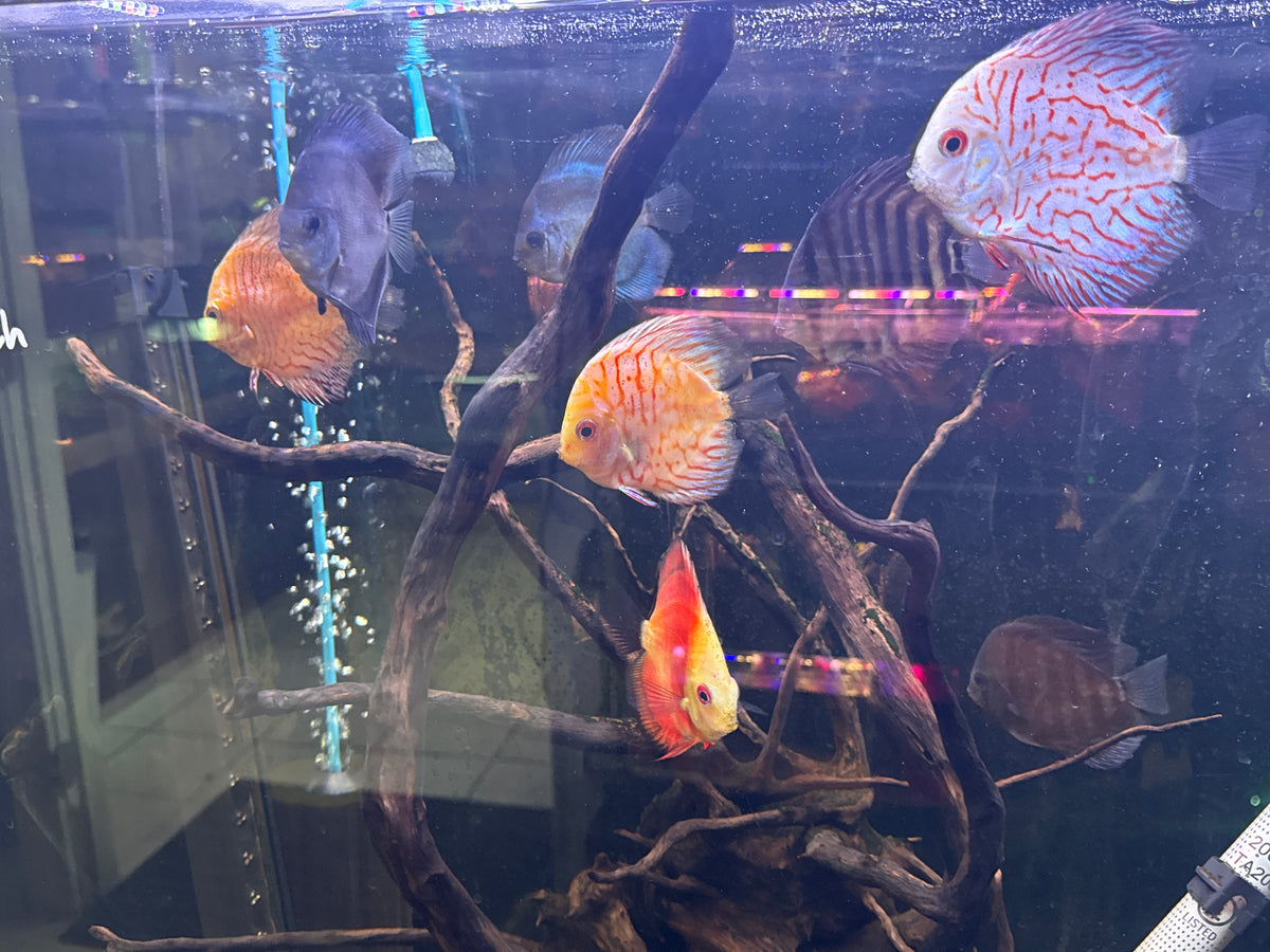Assorted Discus