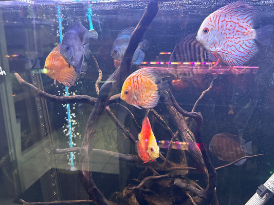 Assorted Discus