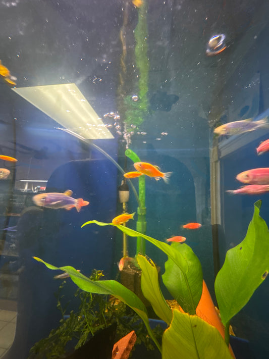 Glow danio