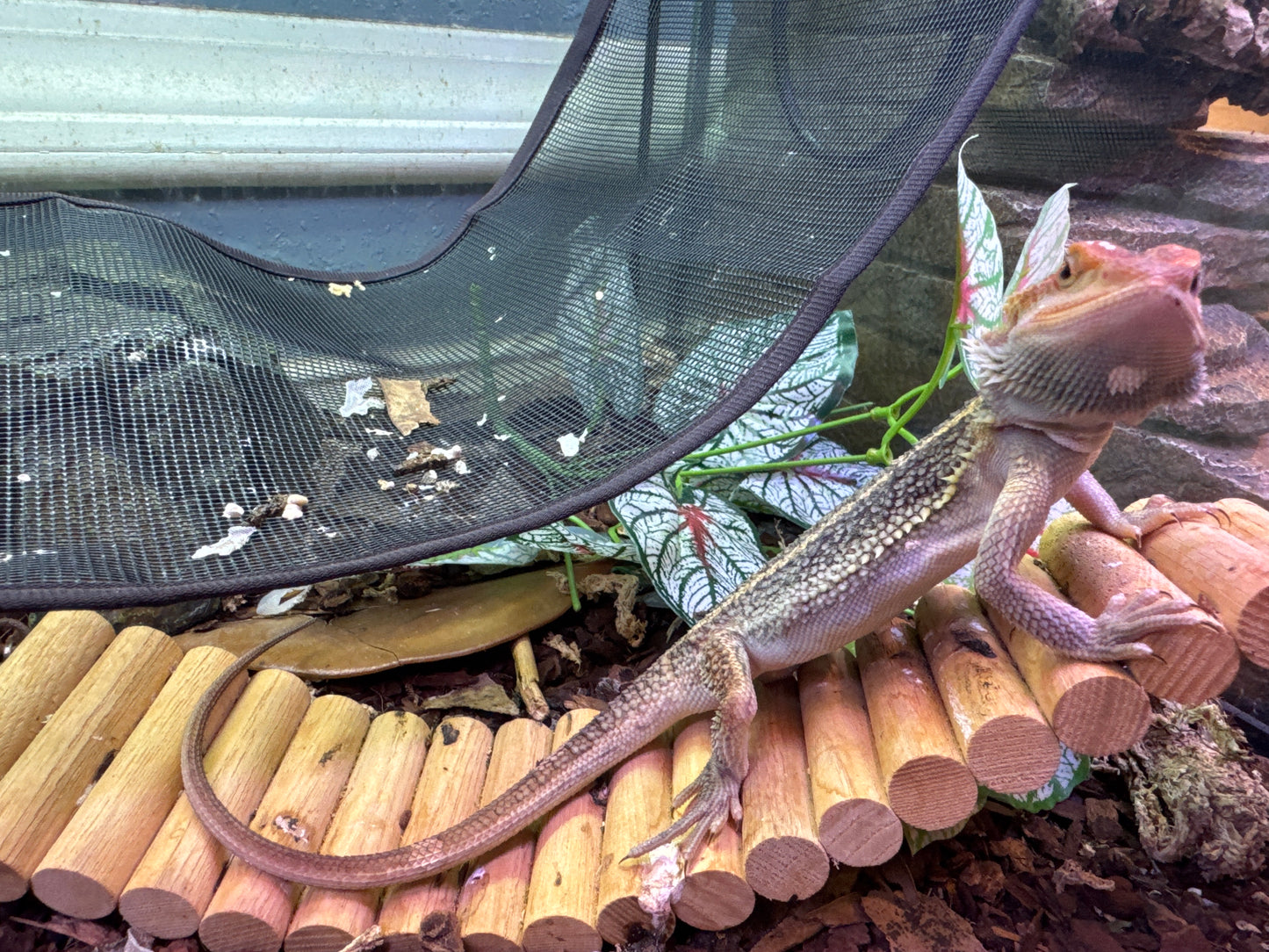 Paradox Bearded Dragon Female