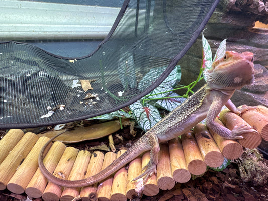 Paradox Bearded Dragon Female