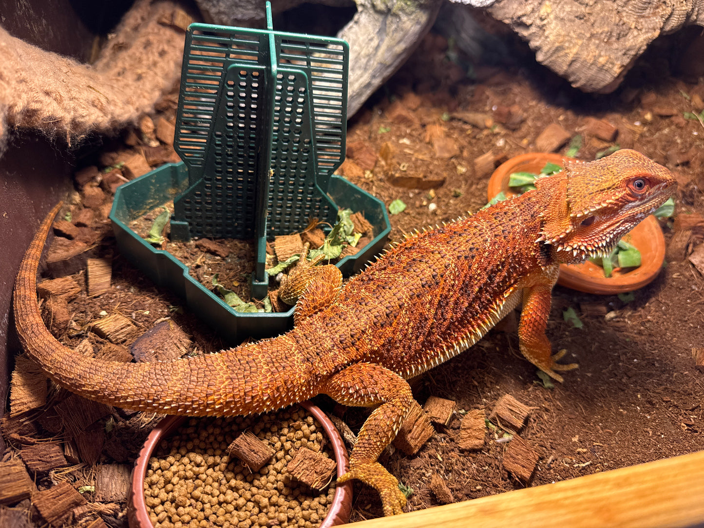 Red monster Het Hypo and Trans Female