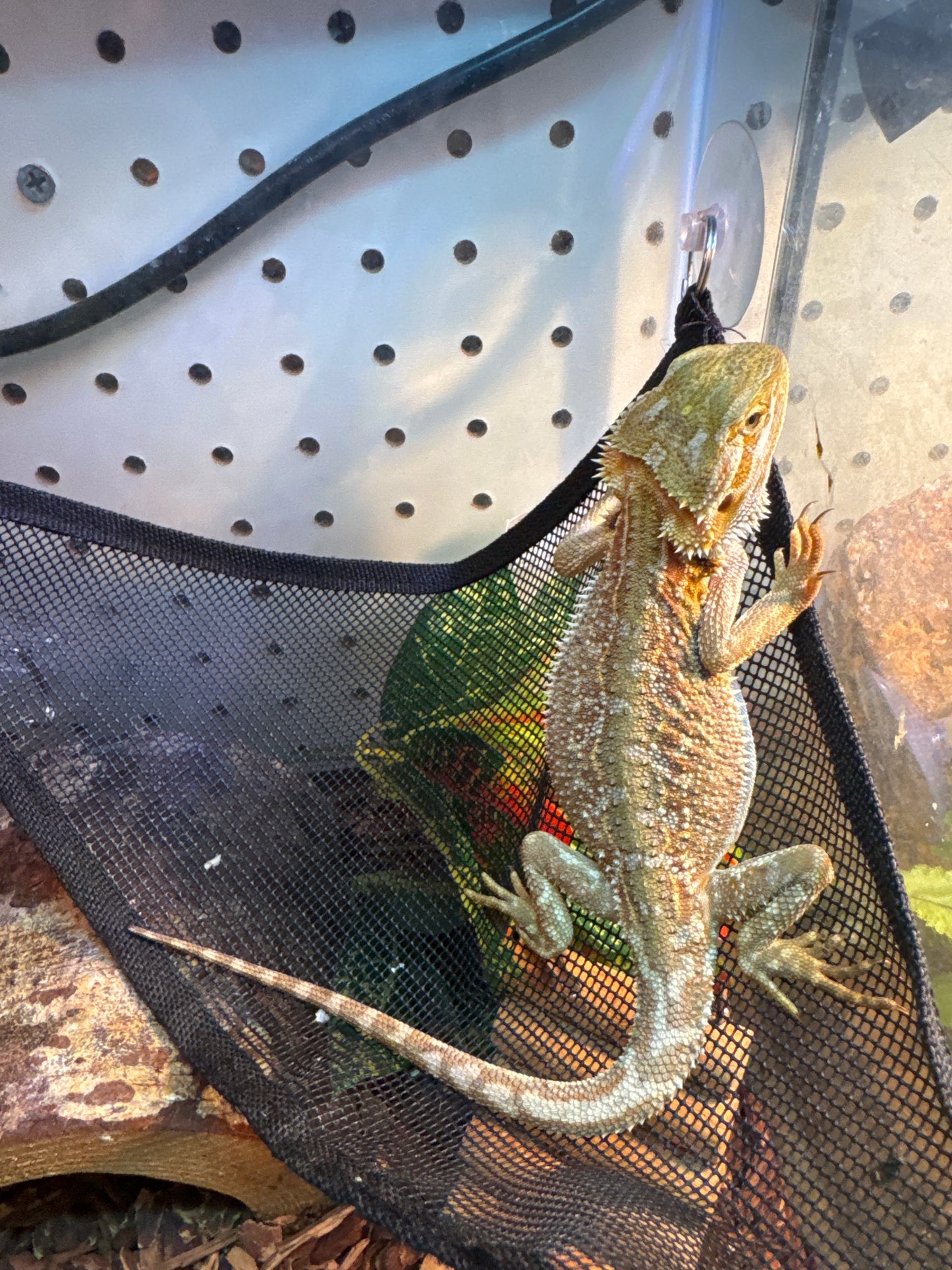 Citrus Dunner Bearded Dragon