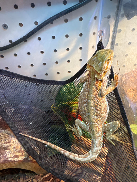 Citrus Dunner Bearded Dragon
