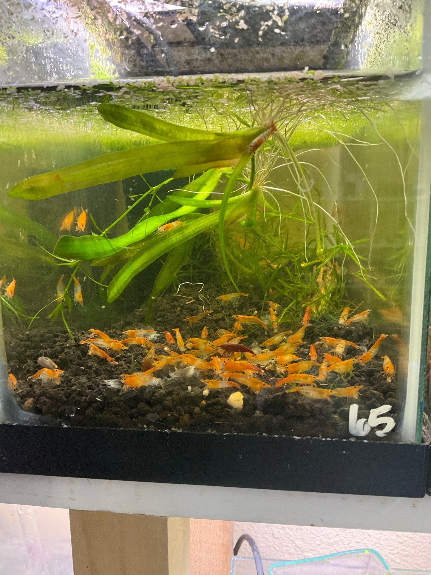 Orange Rilli Neocardinia shrimp