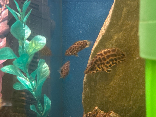 Medium African Bush Fish