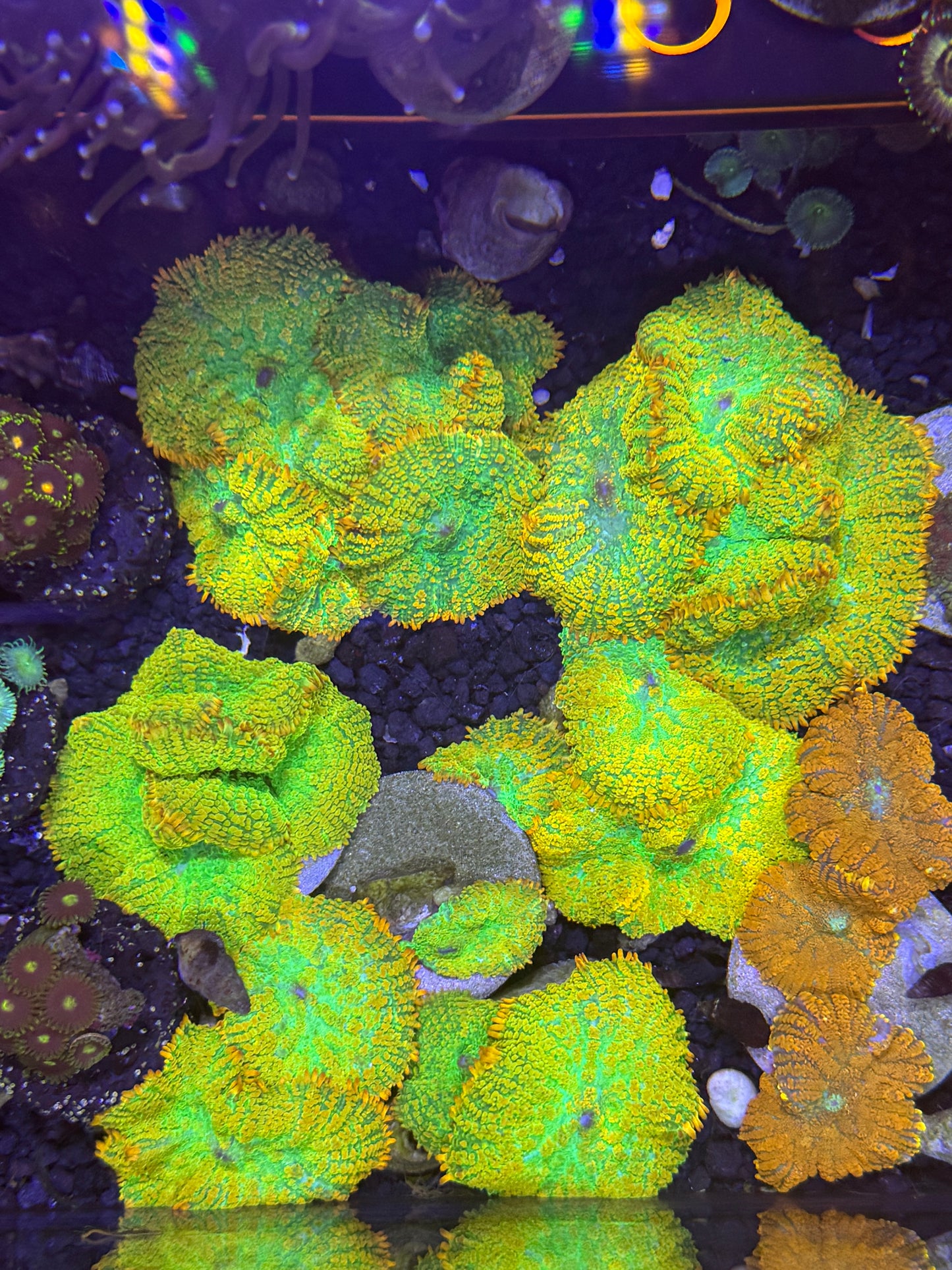 Tequila Sunrise Mushroom