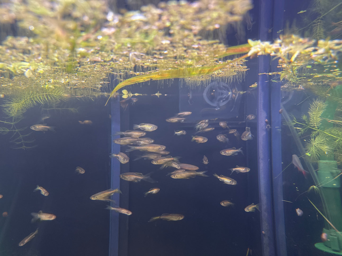 Leapard Longfin Danio