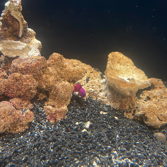 Orchid Dottyback