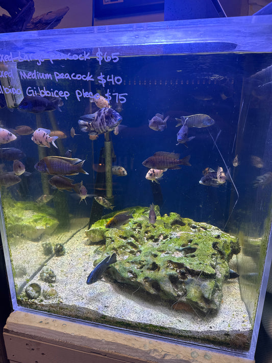 Assorted Large Peacocks