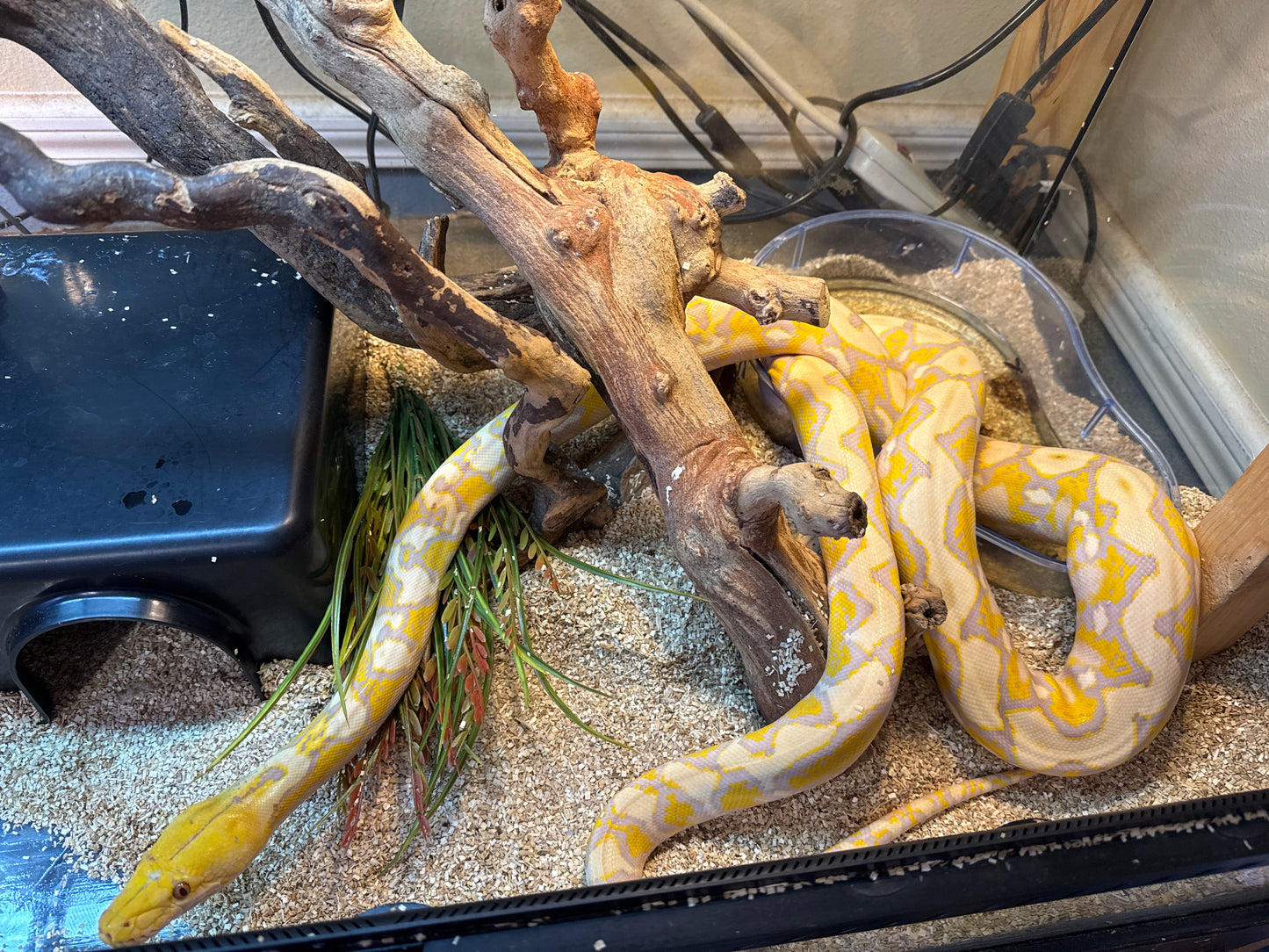 Lavender Retic Python