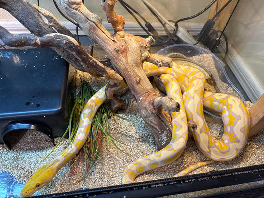Lavender Retic Python