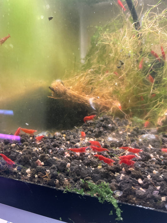 Red Neocardinia Shrimp
