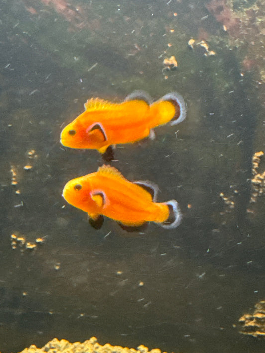 Maine Mochaccino Clownfish
