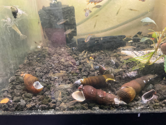 Ammano Shrimp