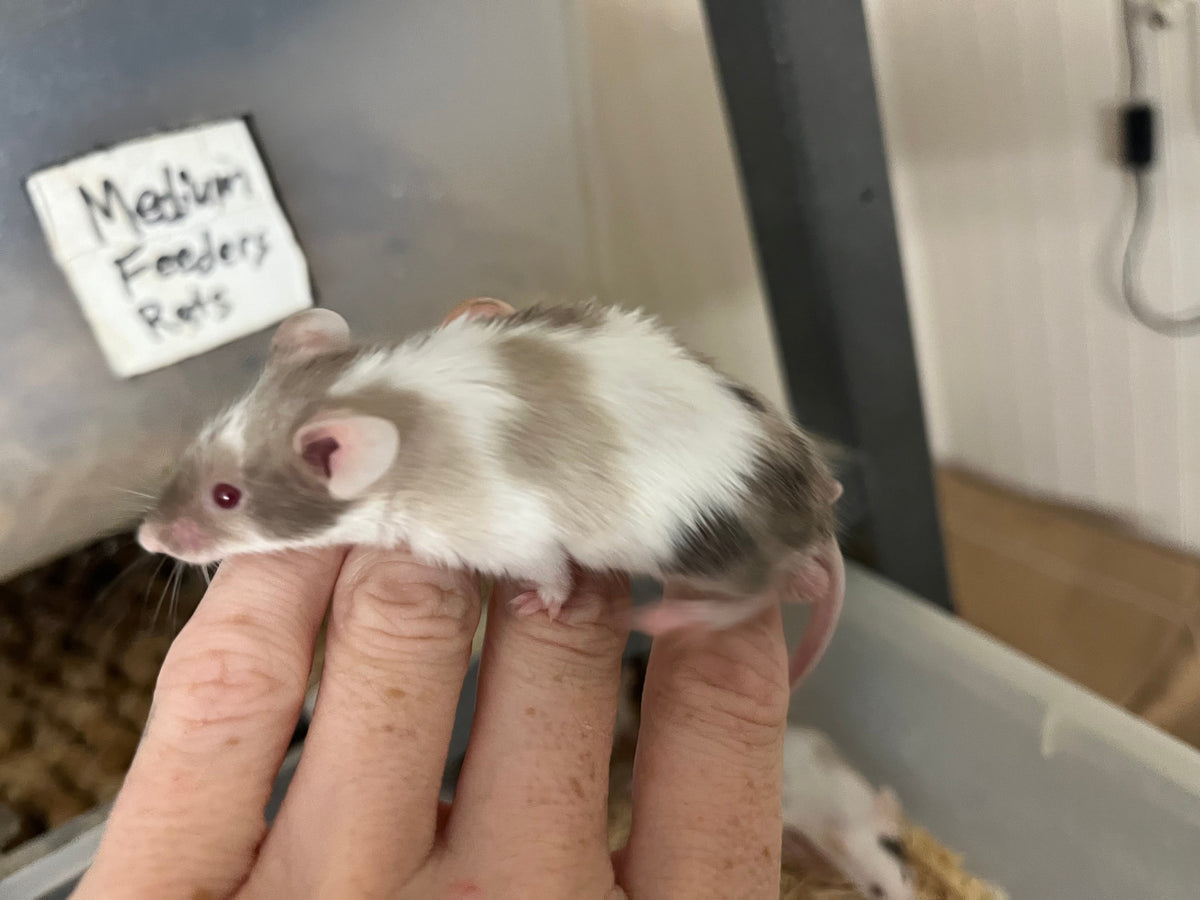 Representative photo of Live Feeder Mice