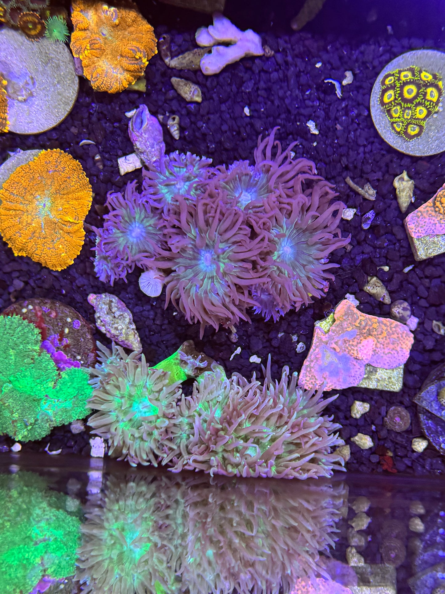 Duncan mini Colonies 8+ heads