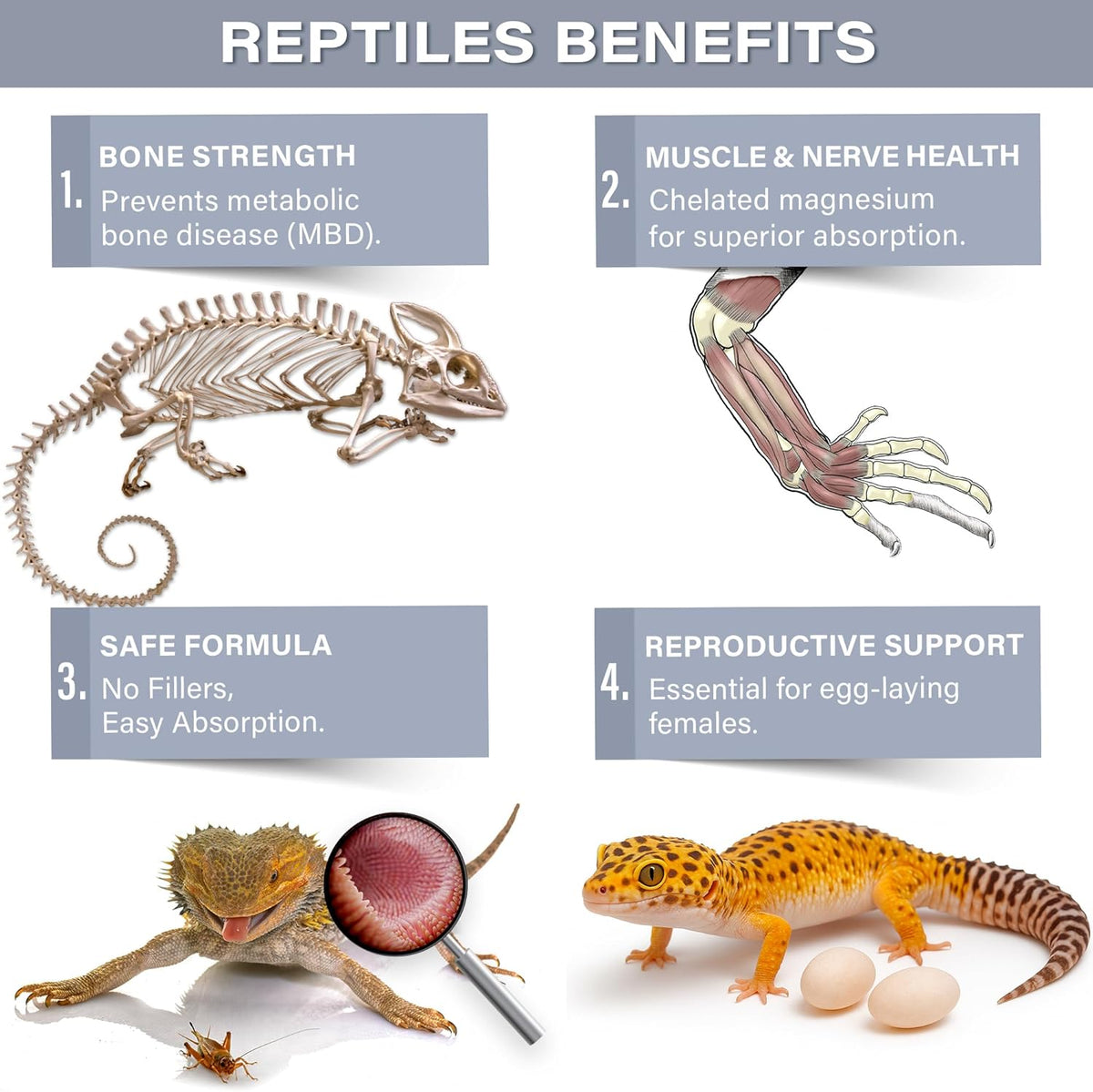 Magnesium & Calcium Supplement For Reptiles by Gargeer