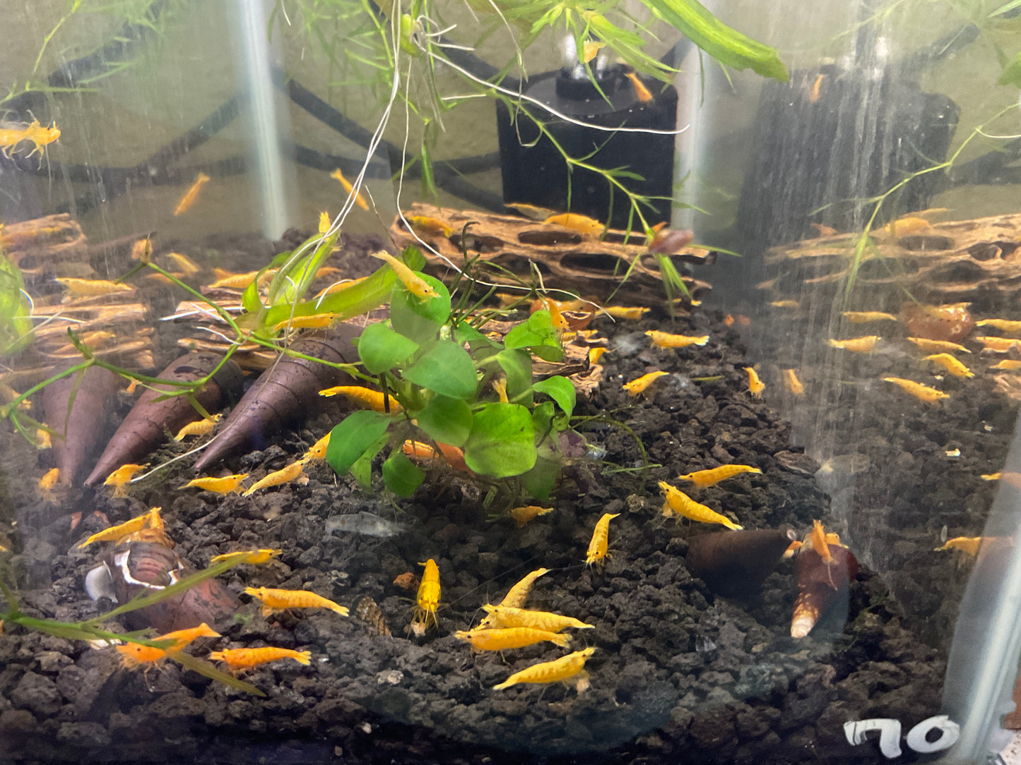Yellow Neocardinia Shrimp