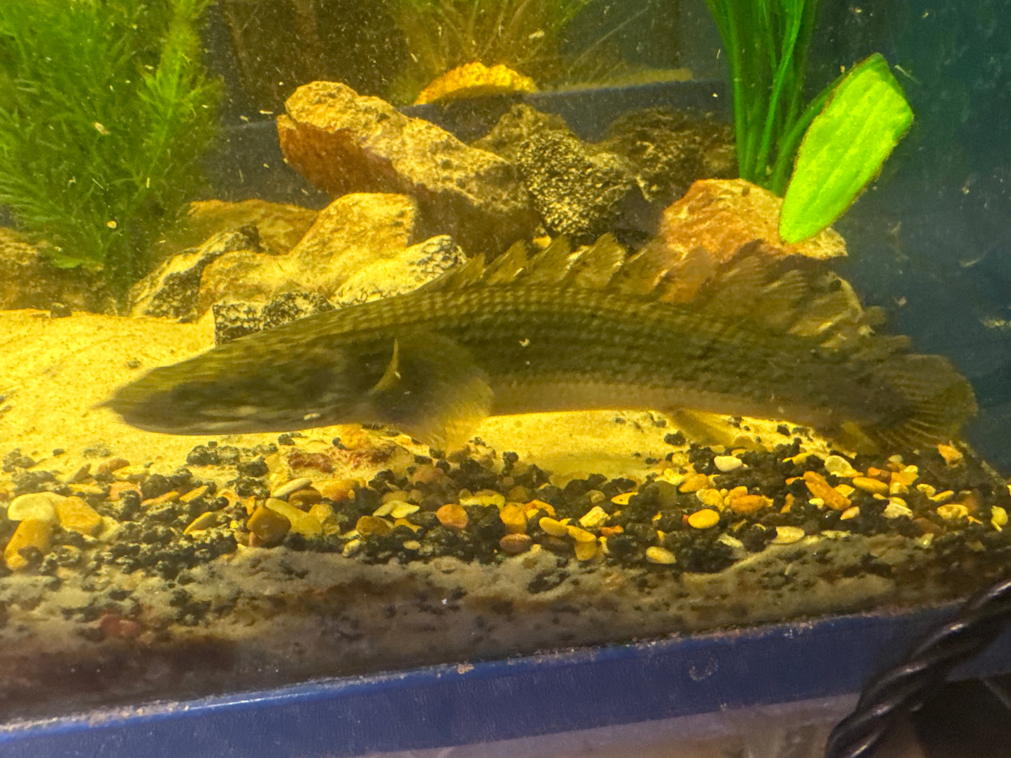 Lg Bichir