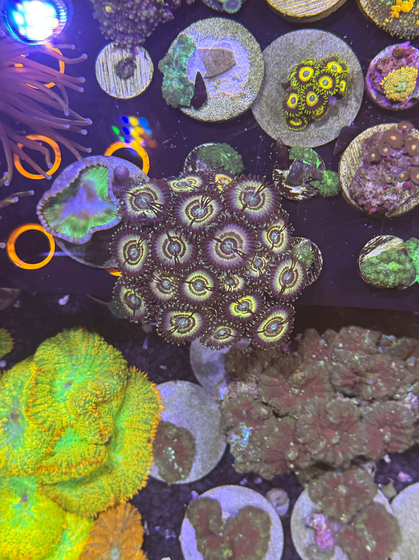 Petroglyph Zoa mini colony