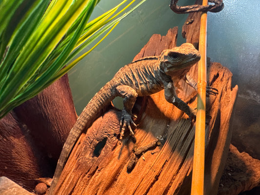 Baby Rhino Iguana Female