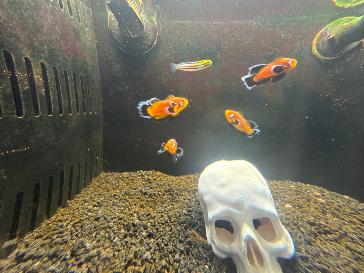 Longfin Mocha Latte clownfish