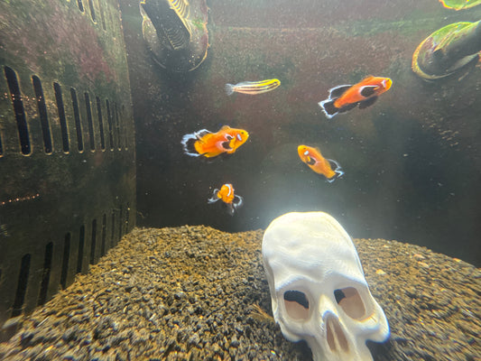 Longfin Mocha Latte clownfish