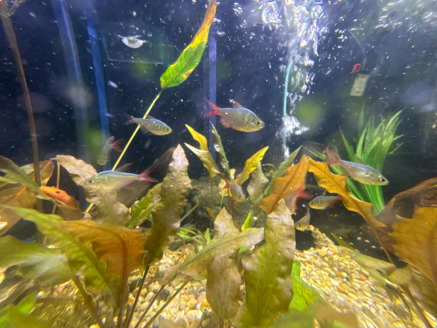 Red and Blue Colombian Tetra