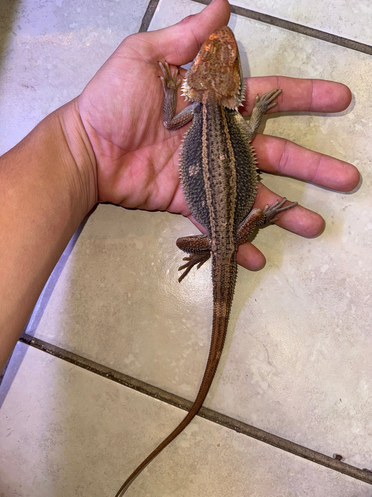 Paradox Bearded Dragon Female