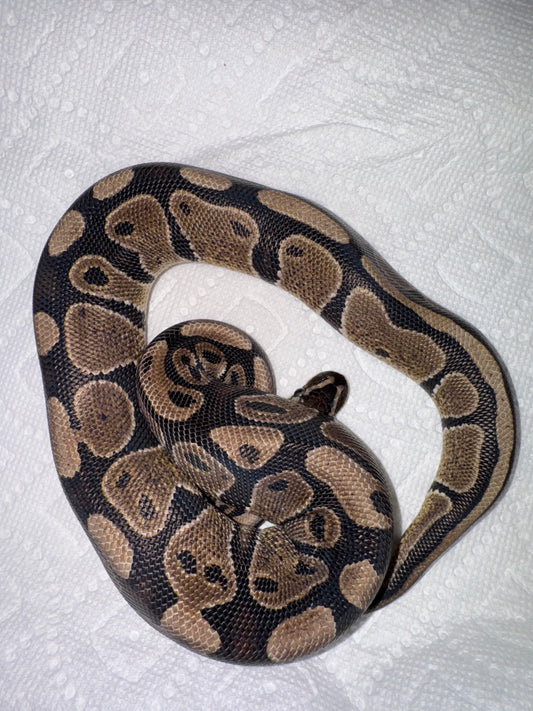 Normal Double her Clown and Hypo Ball Python Male