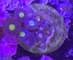 AOI zoanthid coral