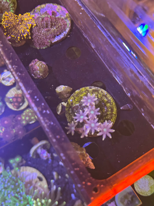 Firework Clove Polyp