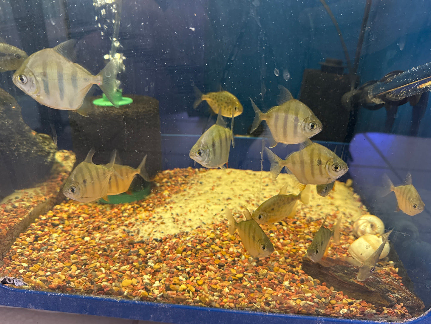 Tiger Silver Dollars