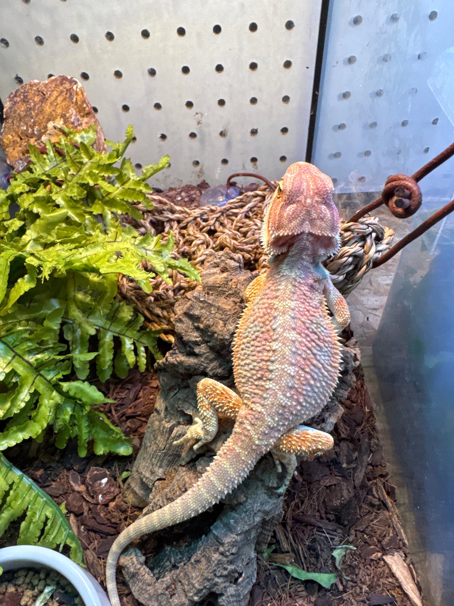 Father super red Mother Hypo Citrus Bearded Dragon