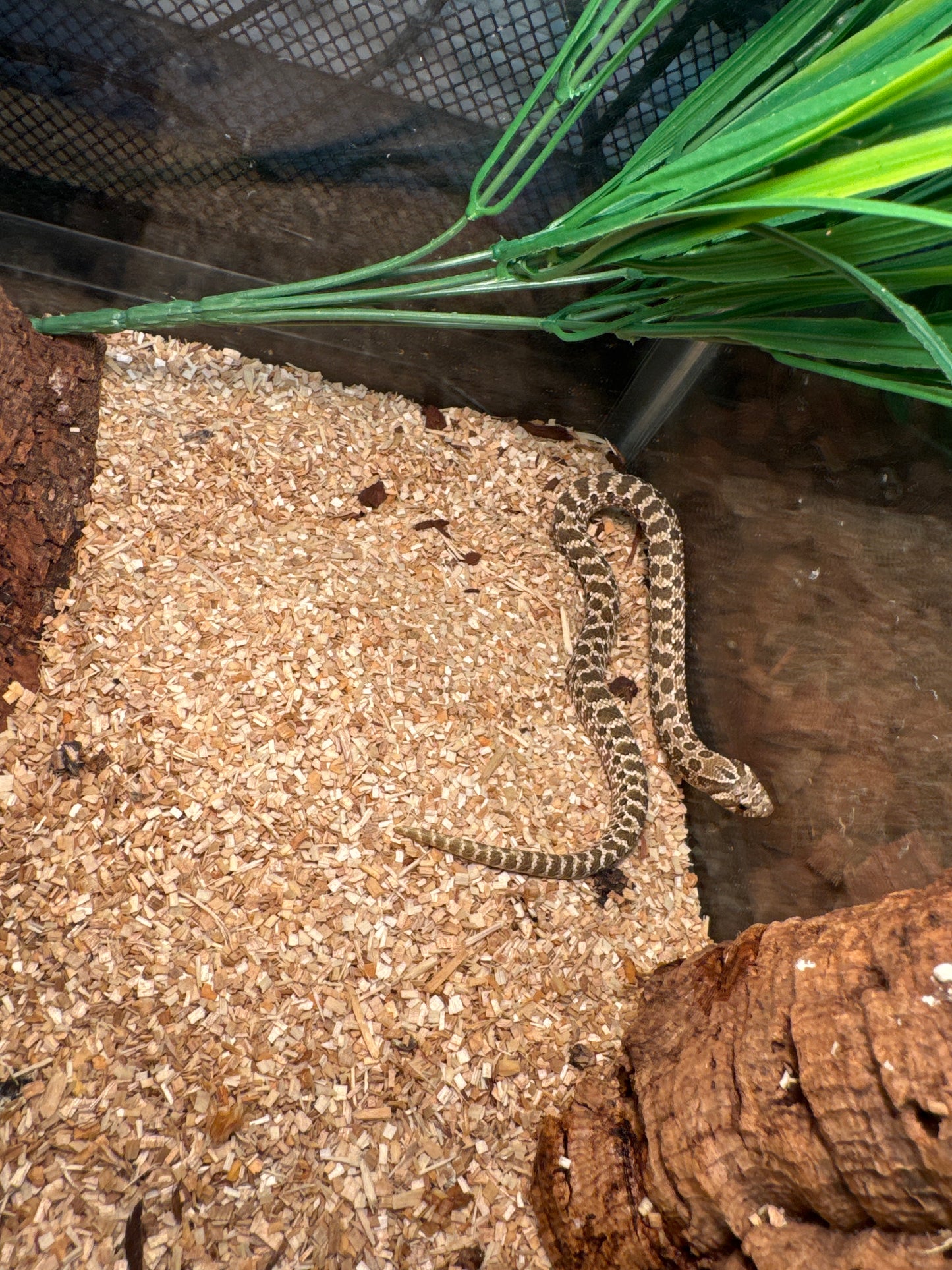 Baby Western Hognose