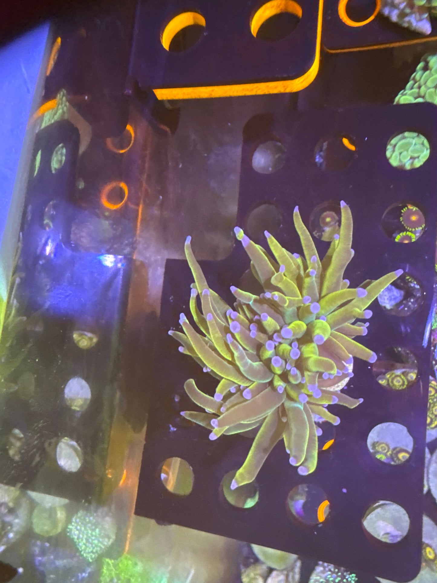 Holy Grail Splitting Torcg