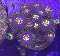 Daisy Cutter zoanthid coral