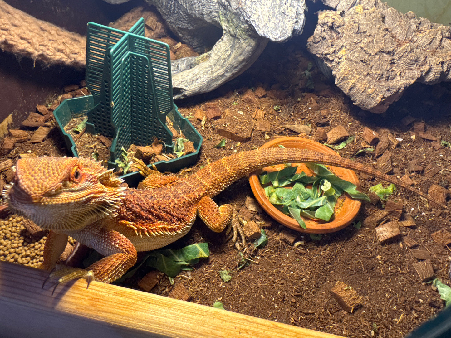 Red monster Het Hypo and Trans Female