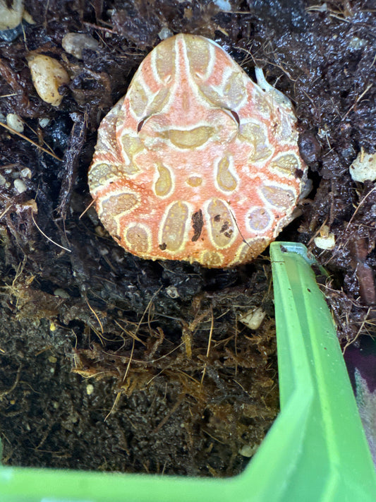 Strawberry Pac-Man Frog