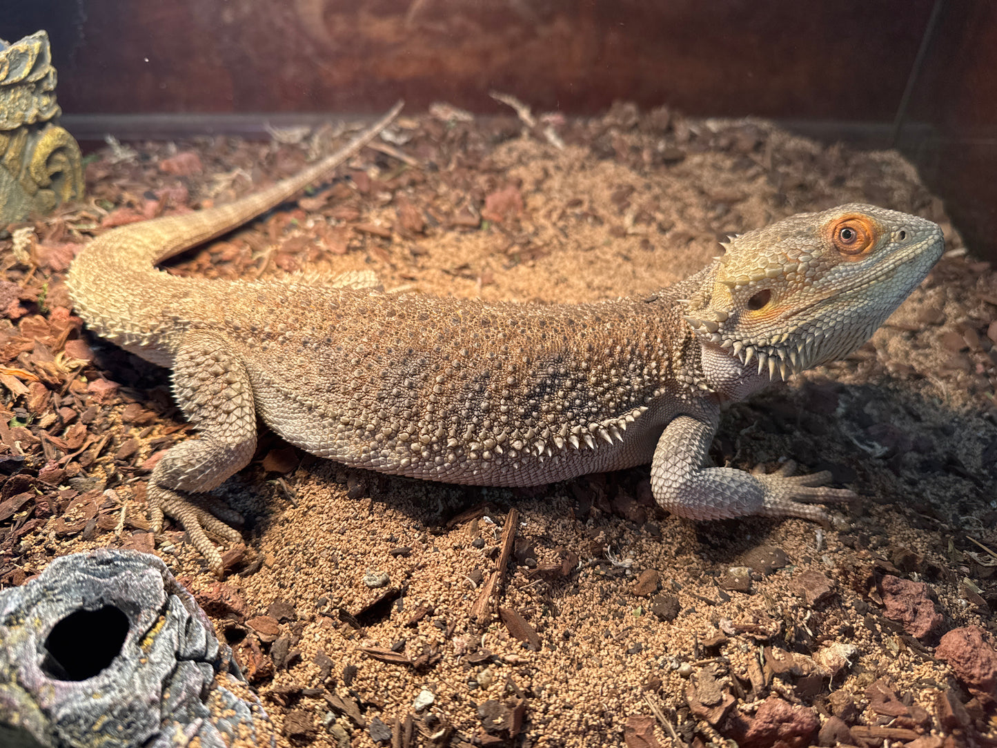 Hypo Bearded Dragon Male